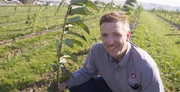 Partnership Shares Genetics for Earlier Ripening Sweet Cherries