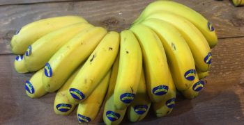 Canary Islands banana sector calls for rapid support to prevent crop being abandoned