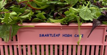 Smartleaf scoops Queen’s Award for misting technology applied to bagged salads