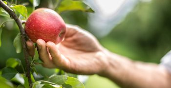 Argentina’s apple and pear crops shrink