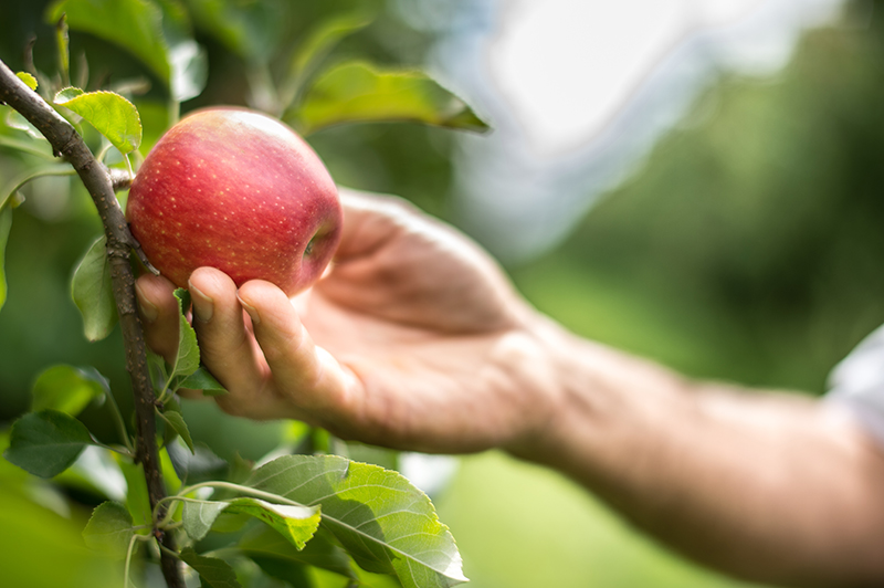 Apple in a field. Copyright: Franck Petit/Réussir Fruits & Légumes.