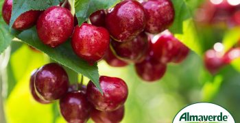 Good performances for Almaverde Bio biodynamic cherries