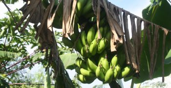 Philippines fears dumping in Asian banana markets