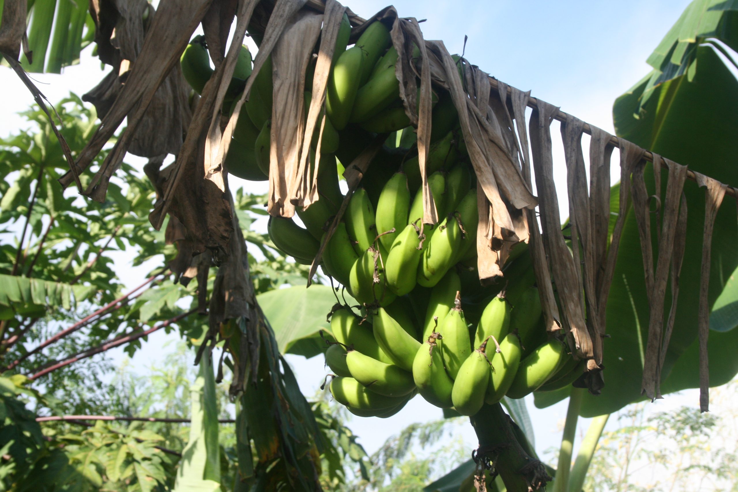 Banana Tree, Mindanao, Philippines.