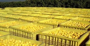 Southern Hemisphere citrus production projected to rise 4.85%