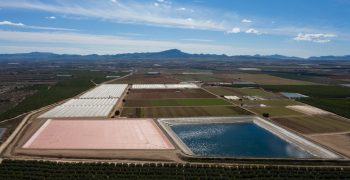 Murciana de Vegetales, <em>30 years developing lettuces </em>