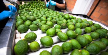 US opens doors to Ecuadorian avocado