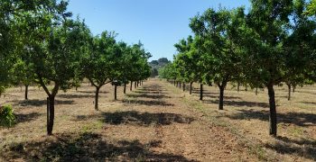 LAINCO starts trials with SENSATIO®, the solution against Xylella fastidiosa in Mallorca