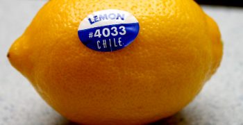 Chilean citrus exporters differentiating markets