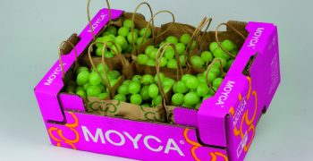 Europe’s favourite table grapes are from Moyca