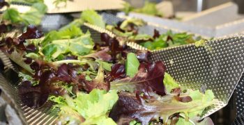 Ishida salad solutions provide long-term partnership