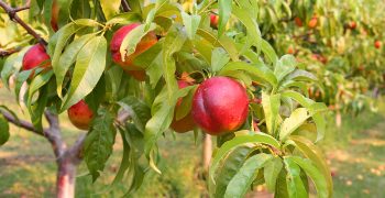 Andalusia hails successful early stone fruit campaign but concerns remain