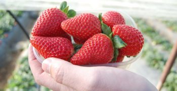 Planasa <em>unveils new berry varieties</em>