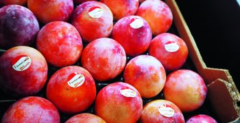 <strong>Spanish peach season</strong> may come early