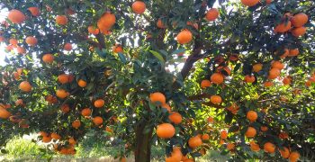 Argentina enjoys bumper citrus crop
