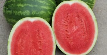 Seminis to showcase a 100% sustainable field at its Melon & Watermelon Week