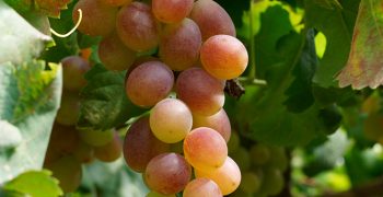 Australia doubles table grape exports to Vietnam