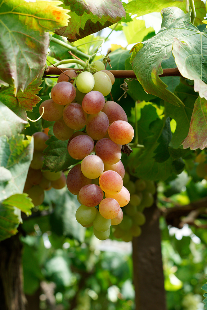 A vertical shot of delicious grapes.