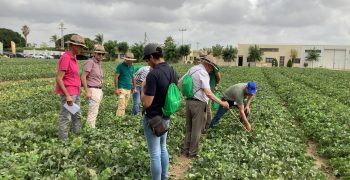 BASF ‘revitalises’ watermelons and melons with a ‘deluge’ of innovative concepts and solutions