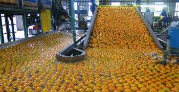 South Africa to set citrus export record