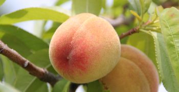 Japanese peach growers taking steps to thwart thieves