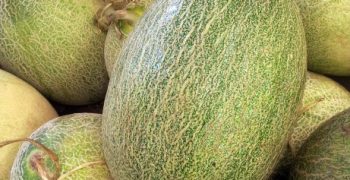 Asia: the world’s melon capital
