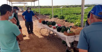 The Region of Murcia: the nerve centre of melon and watermelon innovation in Europe