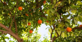 Record citrus crop for Morocco