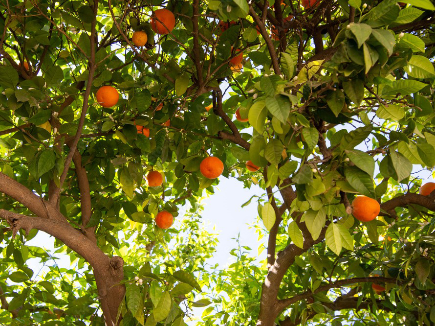 Moroccan citrus. Copyright: Jason Lovell/Adobe Stock.