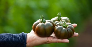 Spanish tomato sector concerned about drop in EU production