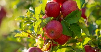 Pink Lady® remains dynamic in a declining european apple market