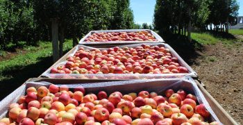 <strong>Gala and Asia,</strong> the key focuses for the Southern Hemisphere apple sector
