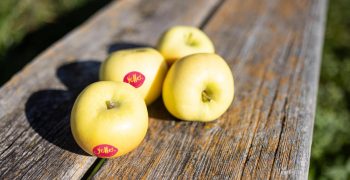 <strong>yello®</strong> launches Yellow Weeks for wholesale market