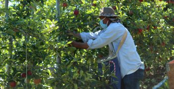 <strong>US apple exports slip </strong>slightly in 2020-21