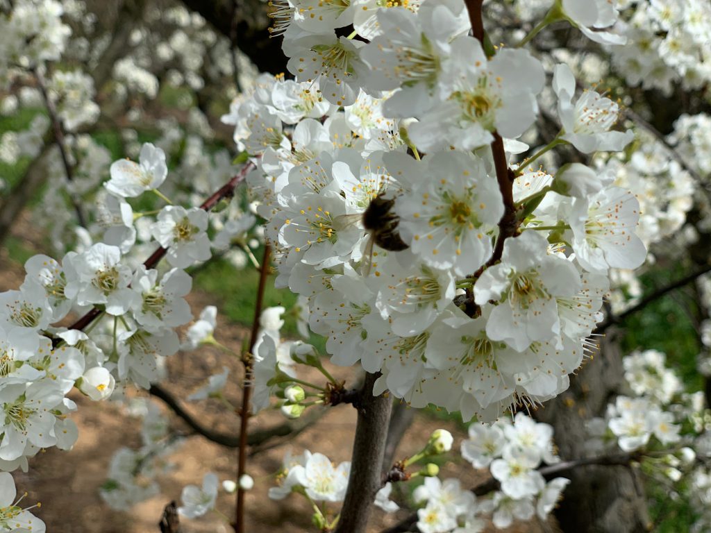 Blossoming fruit trees in orchards in Extremadura. Copyight: Explum