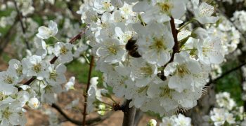 Larger EU stone fruit crop except in Spain