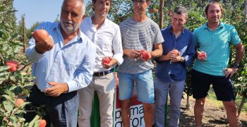 Poma de Girona expects large apple harvest