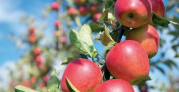 Weather takes toll on Spanish apple and pear harvests