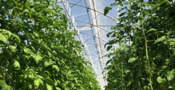 Tomatoes: better quality with Arrigoni agrotextiles