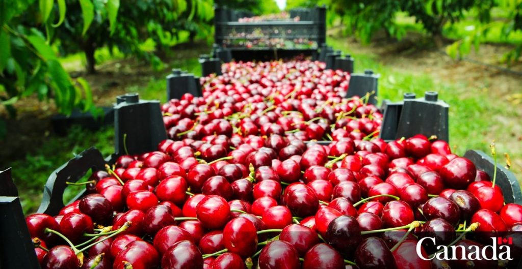 British Columbia’s fresh cherries. Copyright: Canadian Food Inspection Agency.
