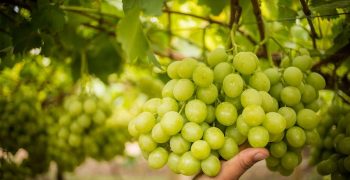 Chile expect depressing table grape season