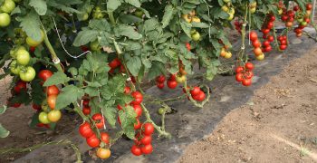 EU tomato production continues to shrink