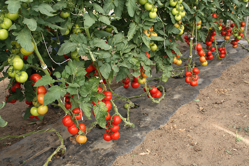 French tomato field. Copyright: Réussir Fruits et Légumes.