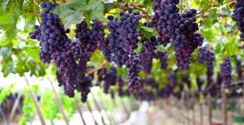 Record Southern Hemisphere grape exports