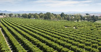 Heatwaves impacting Europe’s agriculture