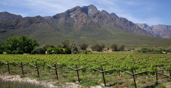 South African grape exports up 4%