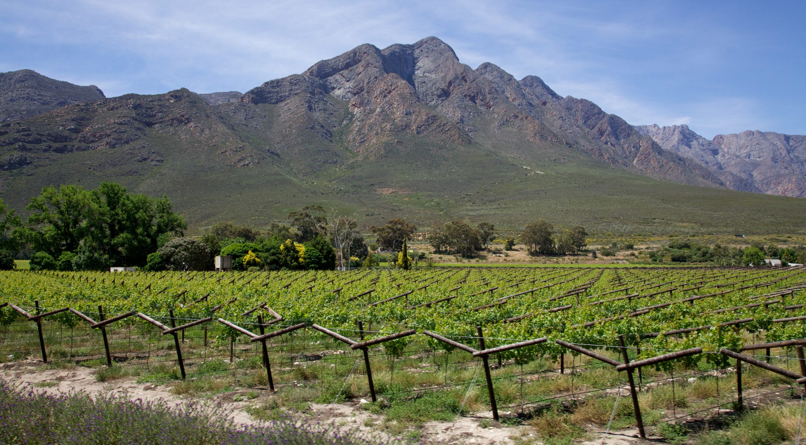 A view of the South African wine country. Copyright: David Brossard/Flickr.