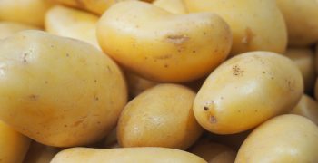 Pomliberty, sustainable French potatoes from Picardie