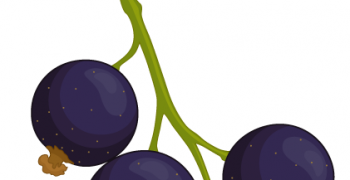 <strong>Blueberry imports</strong> continue rising across the globe