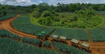 EU is second-largest importer of <strong>Costa Rican agricultural produce</strong>